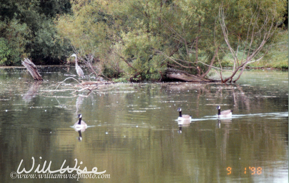 Geese and Heron Picture