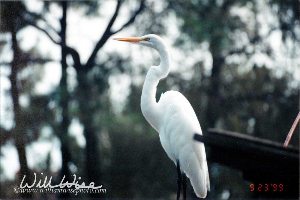 Great Egret Picture