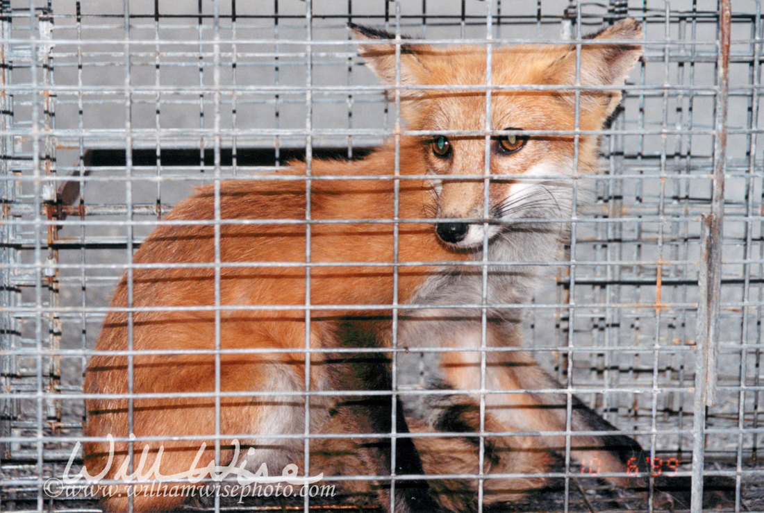 Red Fox Picture