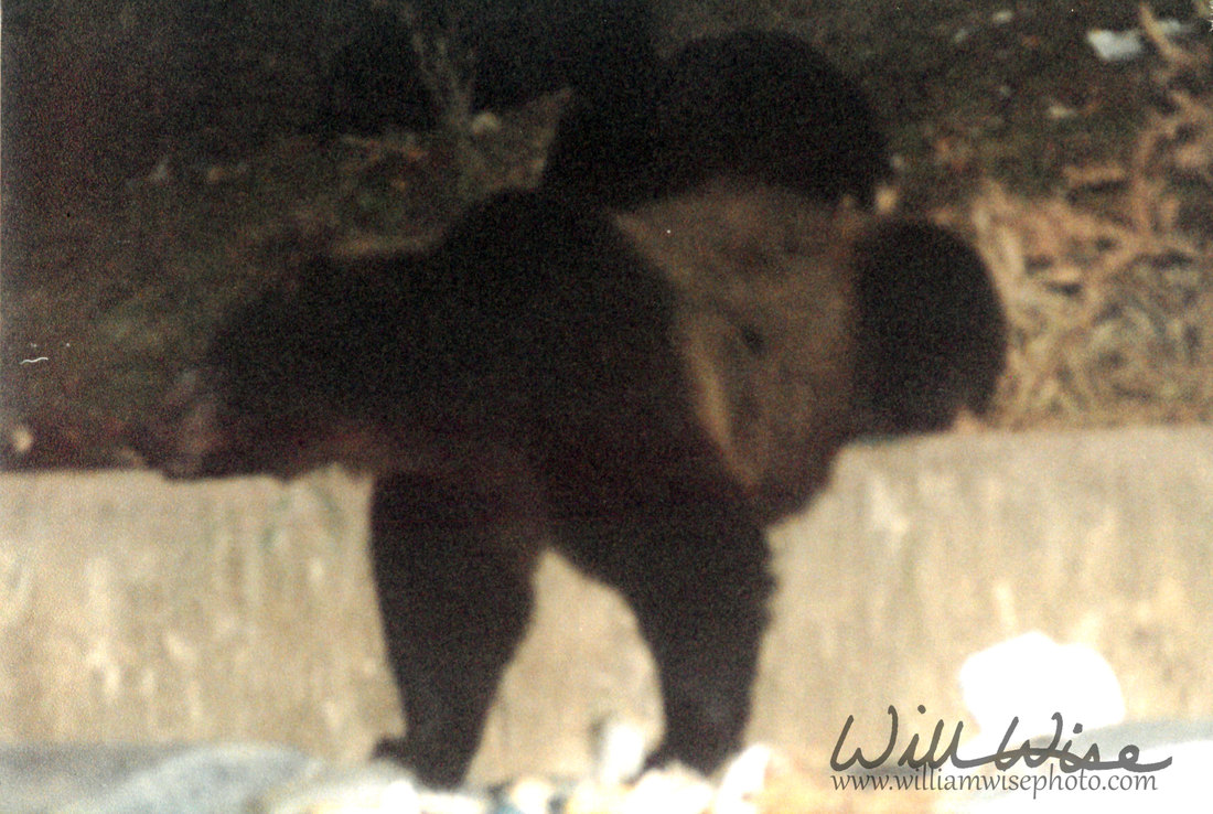Romanian Brown Bear Picture