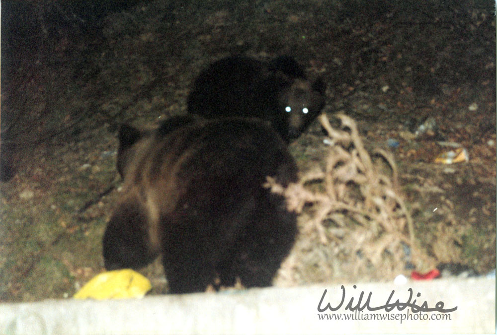 Romanian Brown Bear Picture