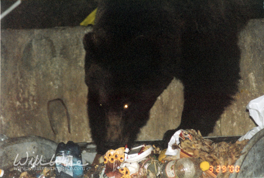 Romanian Brown Bear Picture