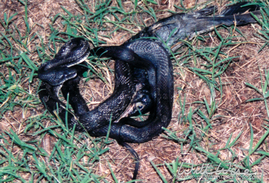 Snake eating bird Picture