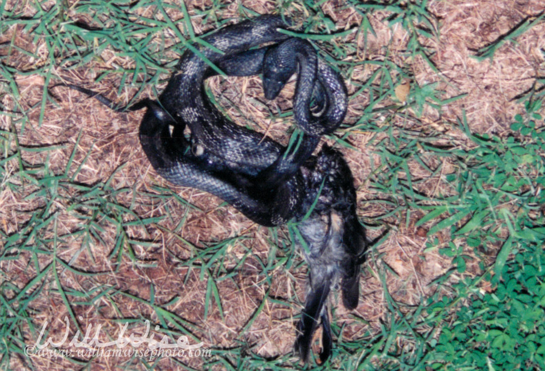 Ratsnake Picture