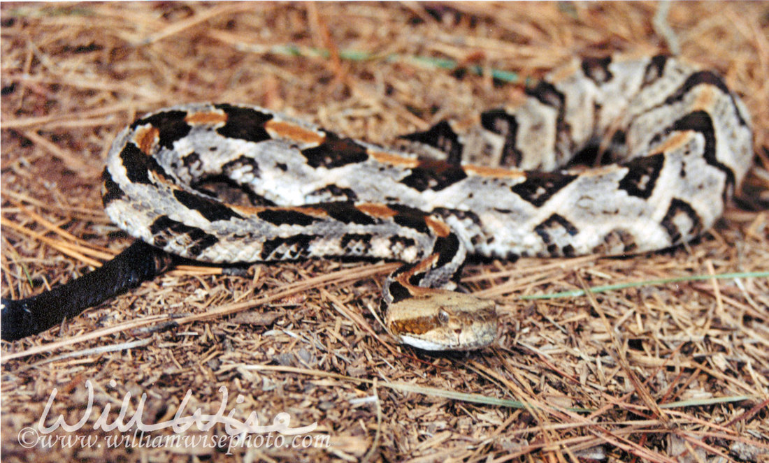 Canebrake Rattlesnake Picture