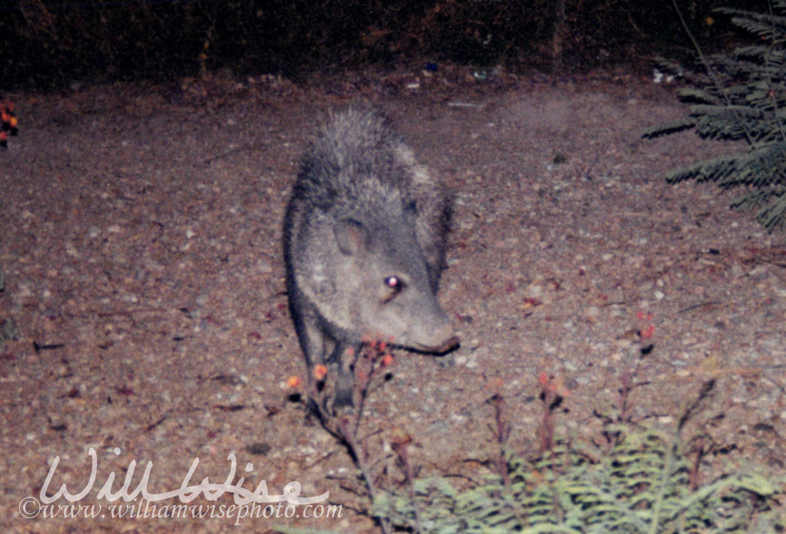 Javelina Picture