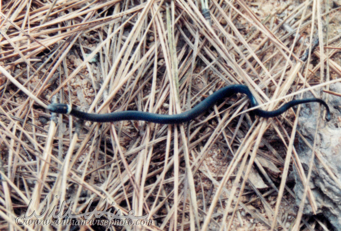 Ringneck Snake Picture