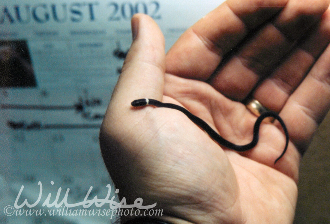 Ringneck Snake Picture