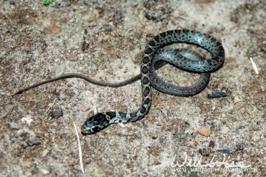 Black Racer Picture