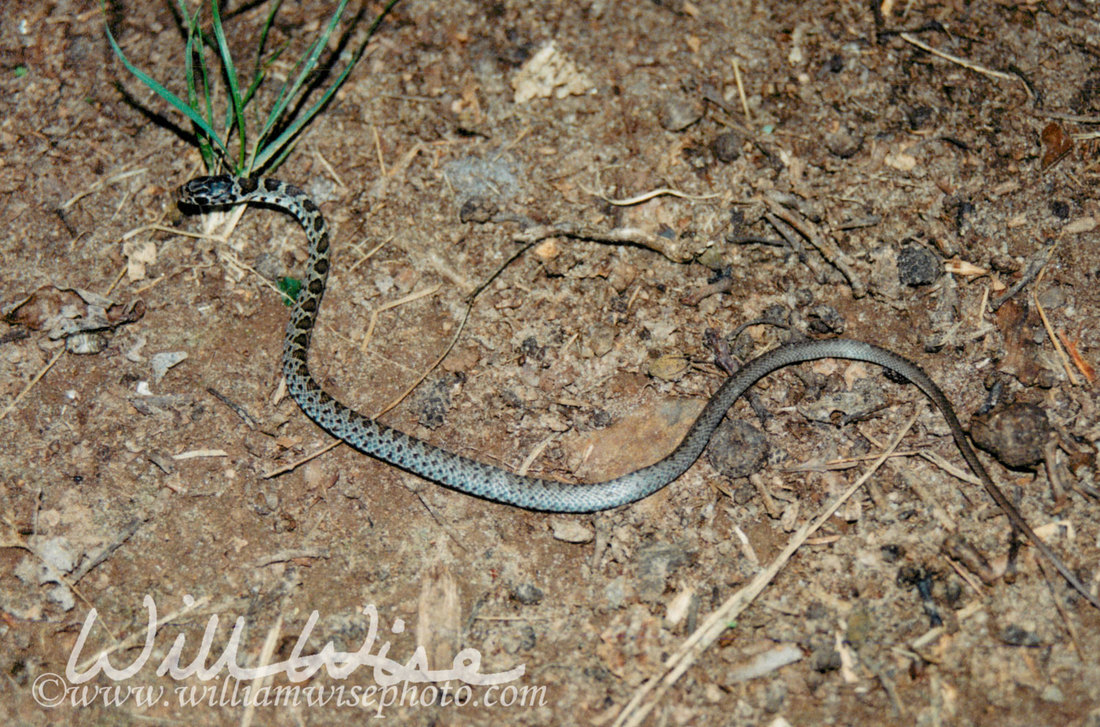 Black Racer Picture