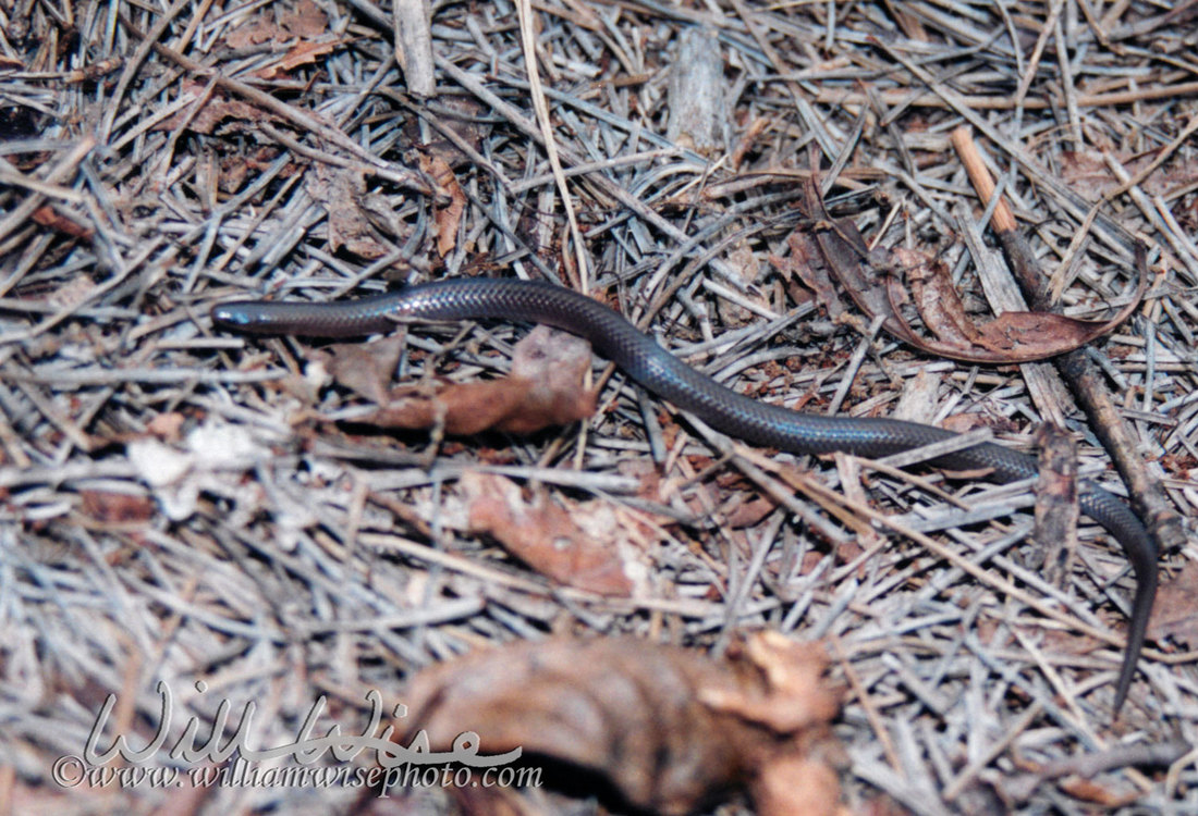 Eastern Worm Snake Picture