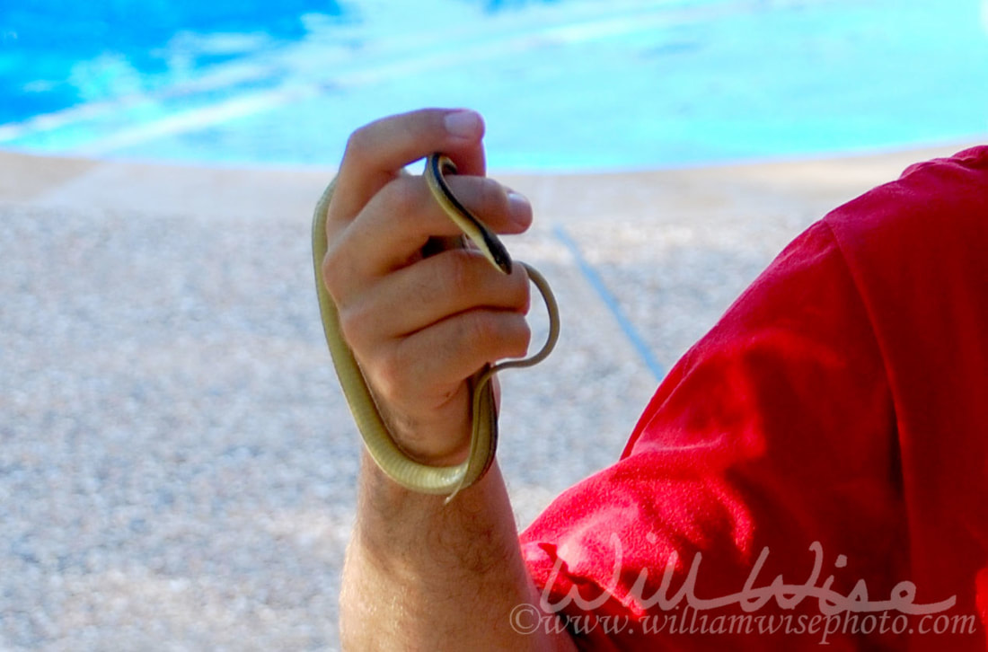 Ribbon Snake Picture