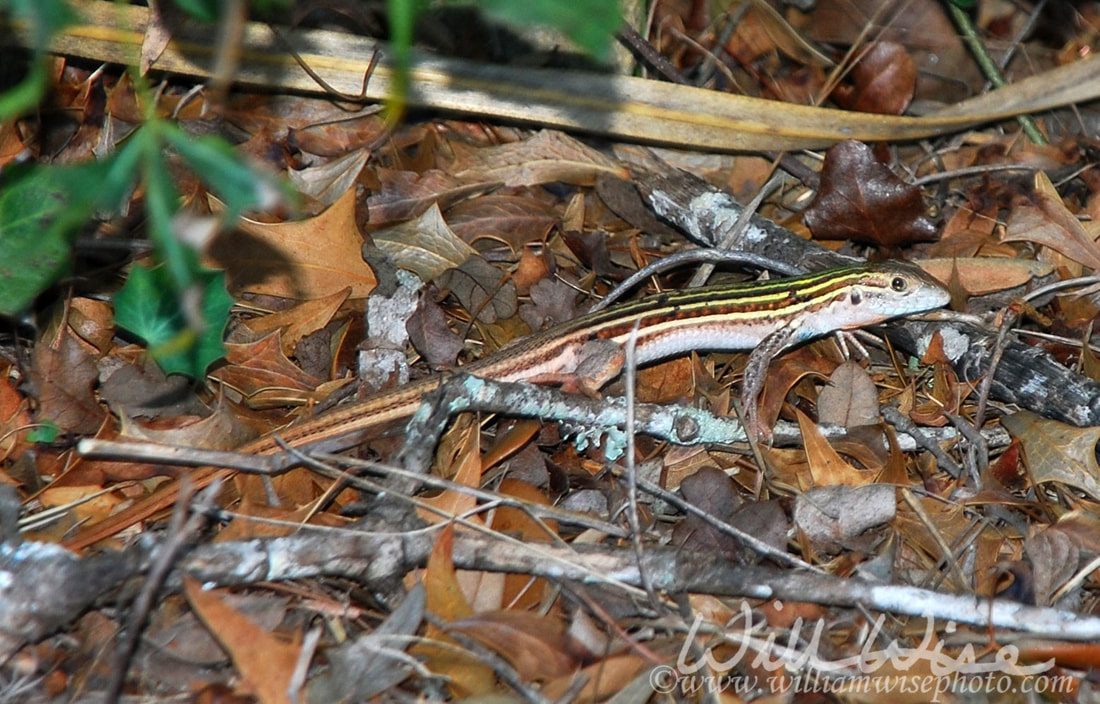 Whiptail Lizard Picture