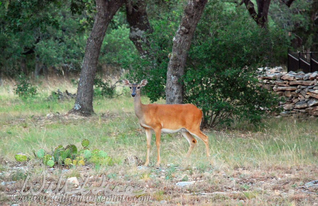 Deer Picture