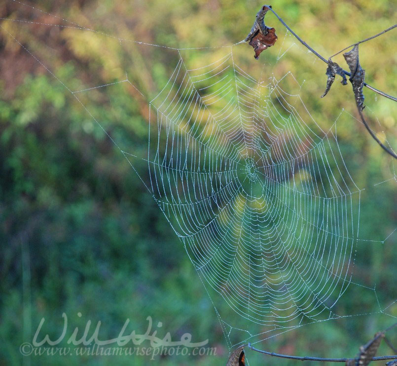 Spider Web Picture