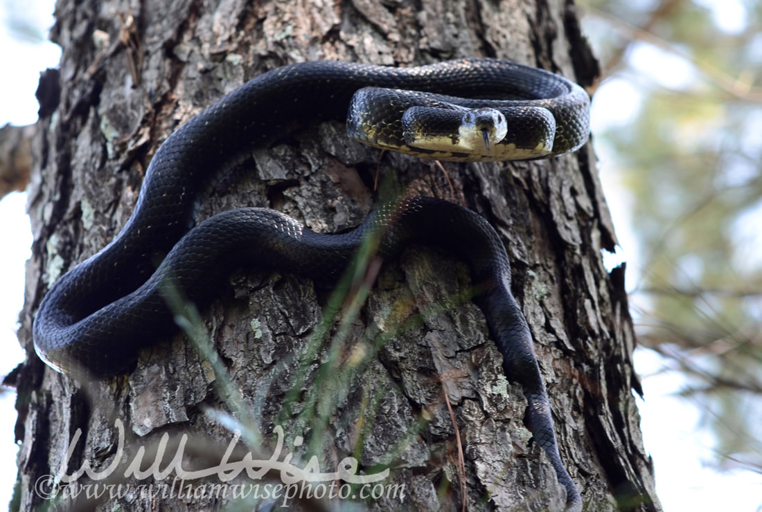Eastern Black Rat Snake Picture