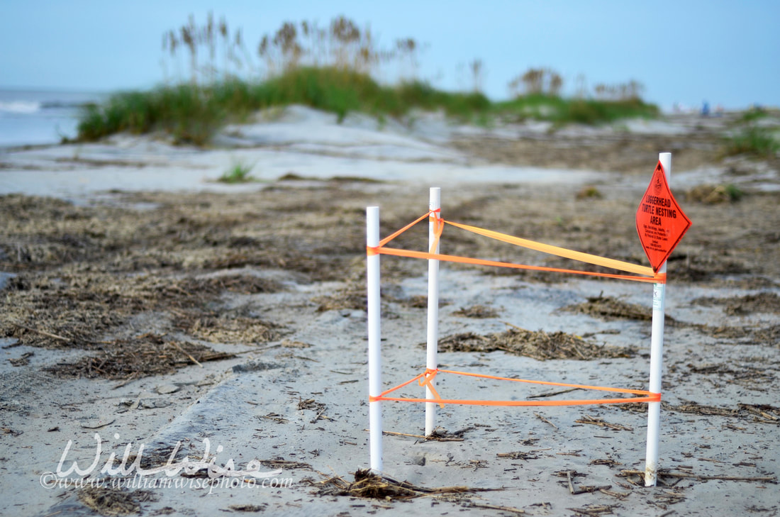 Loggerhead Sea Turtle nesting site on Hilton Head Island Beach Picture