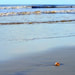 Creation Speaks Water of Life Picture