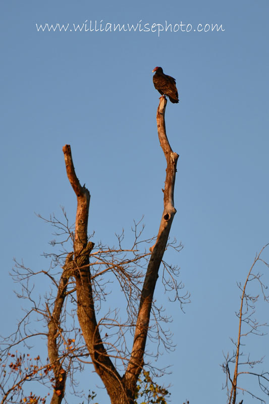 Turkey Vulture Picture