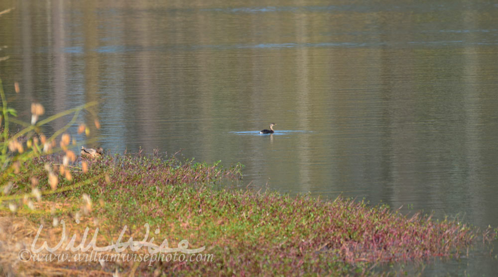 Grebe Picture