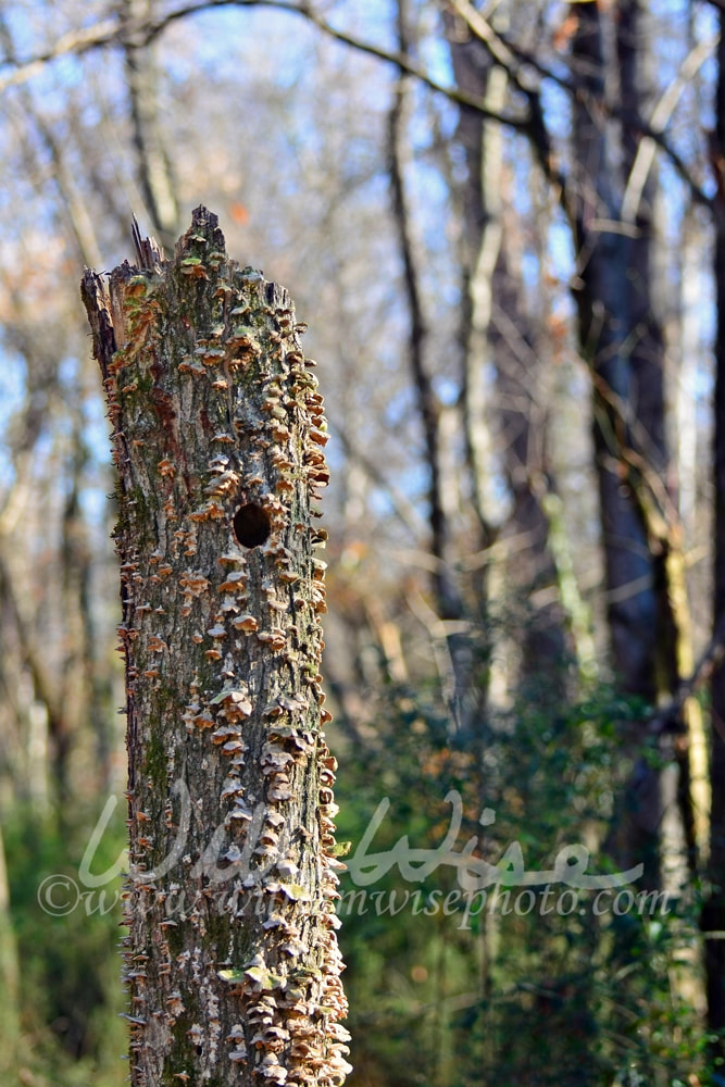 Woodpecker nest hole cavity in dead tree Picture
