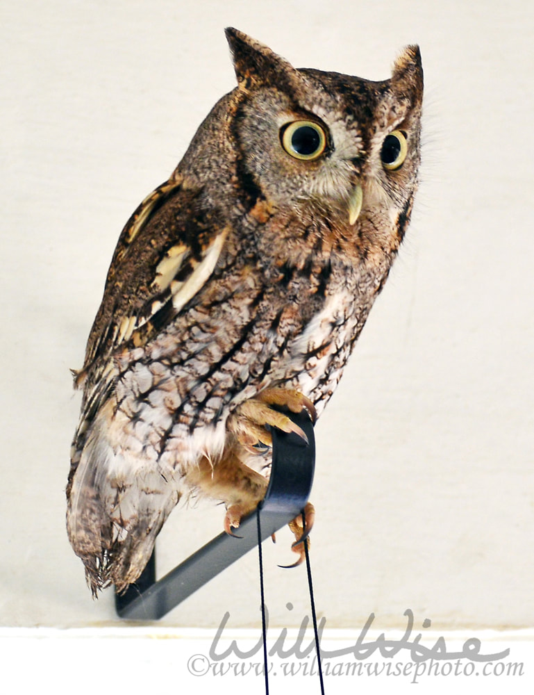 Eastern Screech Owl Picture