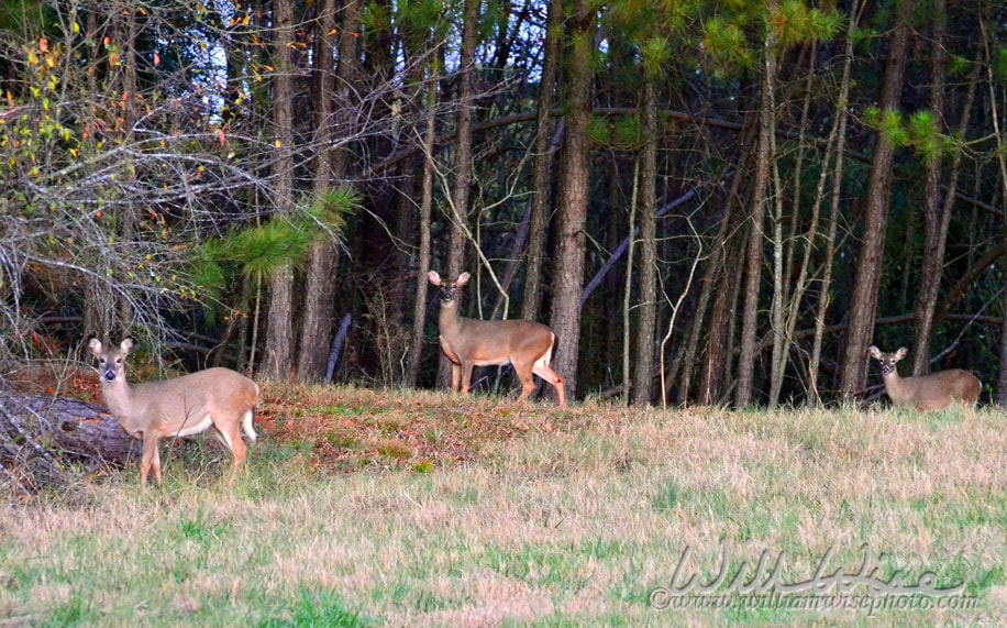 Deer Picture