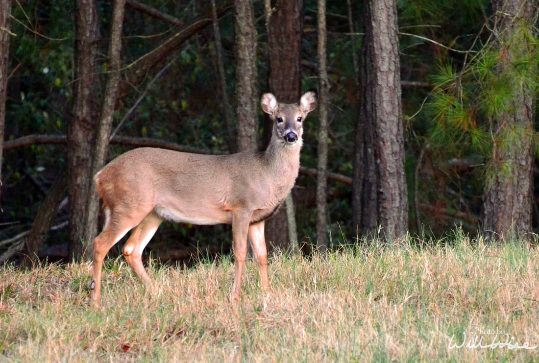 White-tailed Deer Picture