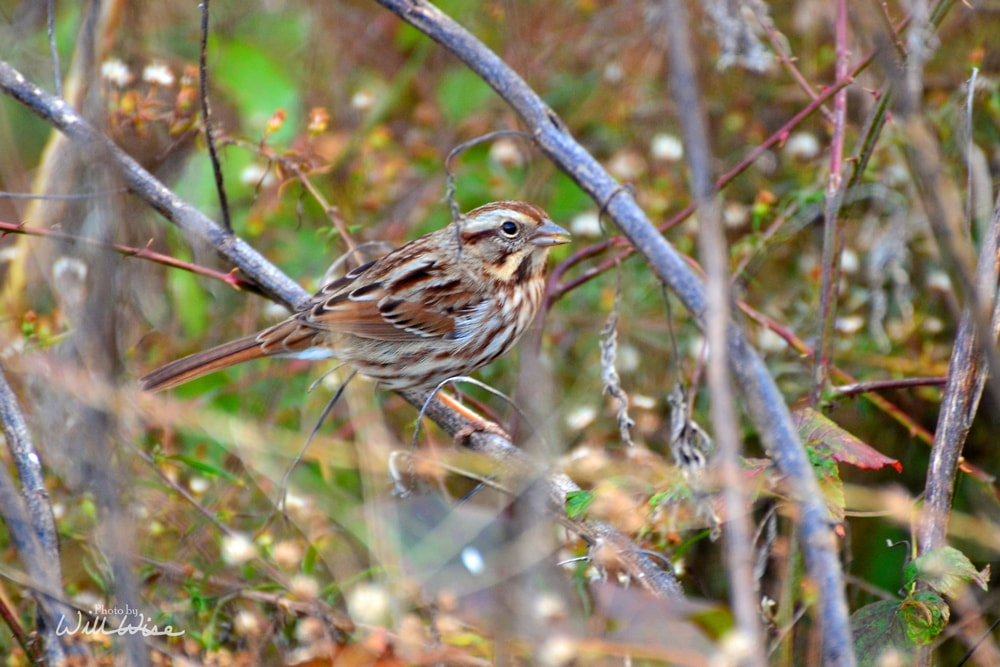 Song Sparrow Picture
