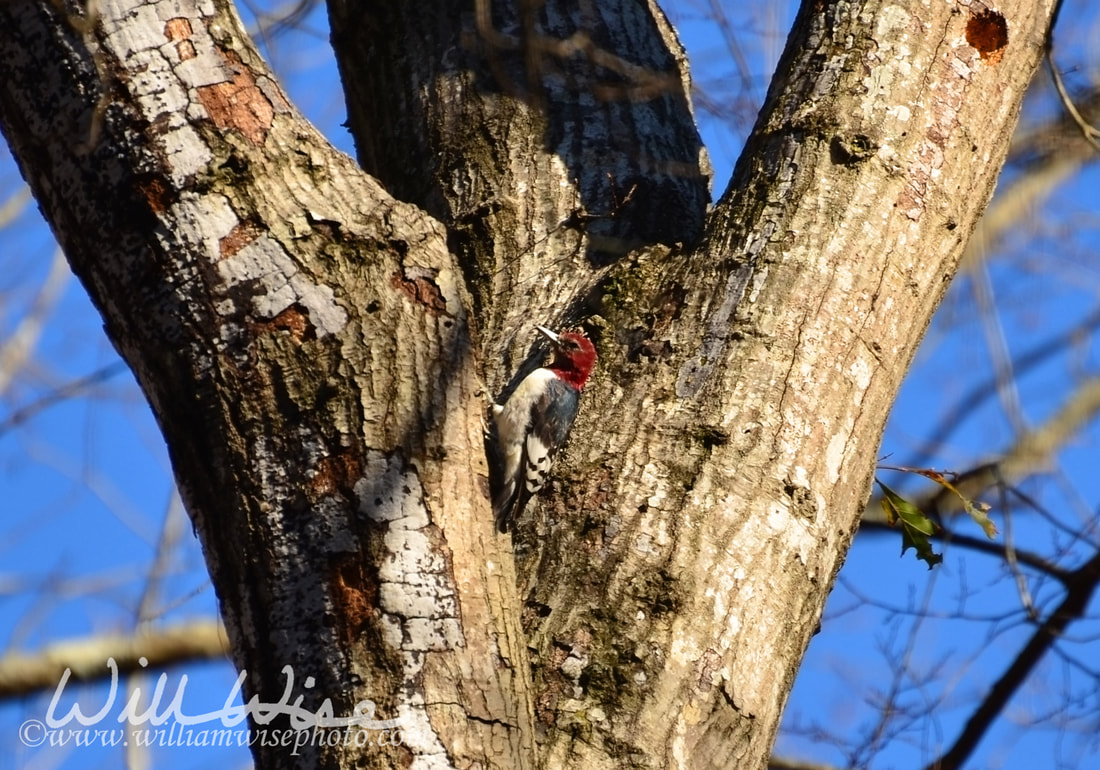 Red-headed Woodpecker Picture