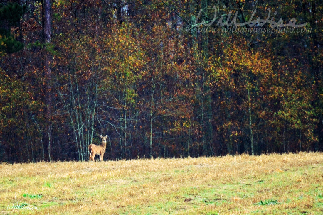 Deer Picture