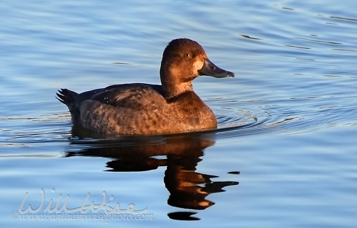 Lesser Scaup Picture