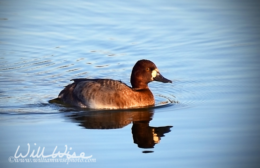 Lesser Scaup Picture