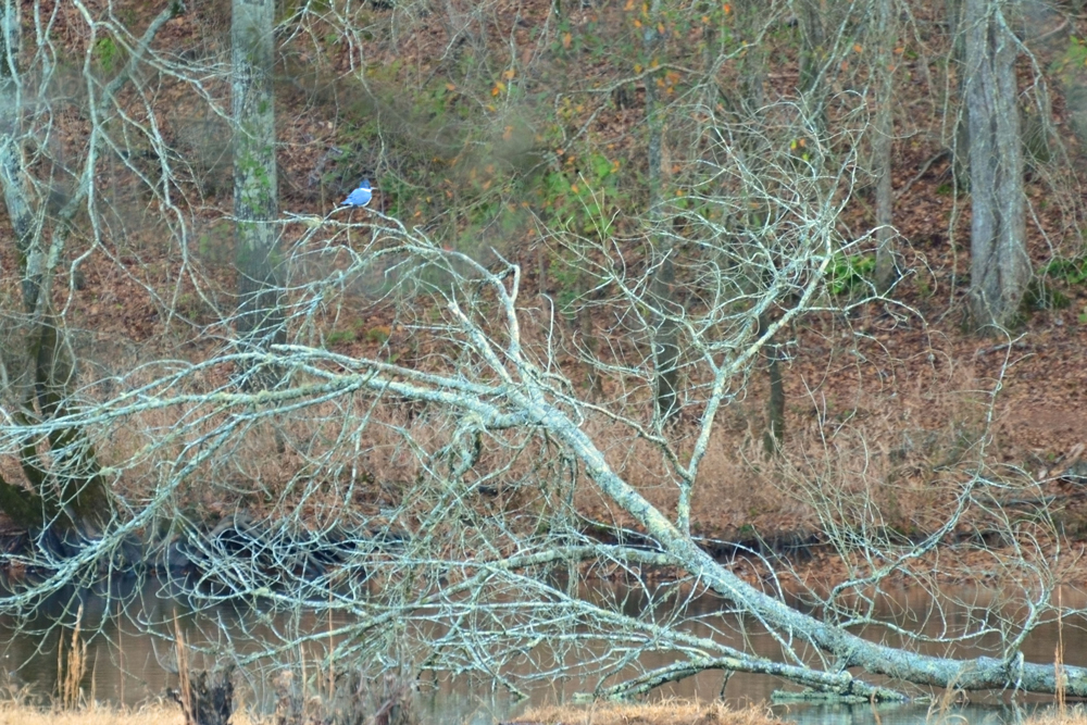Kingfisher Picture