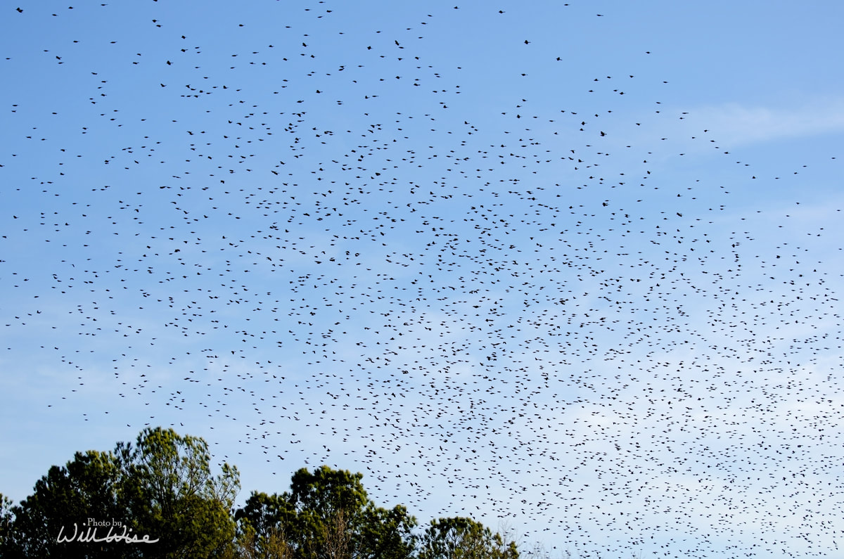Blackbird Flock Picture