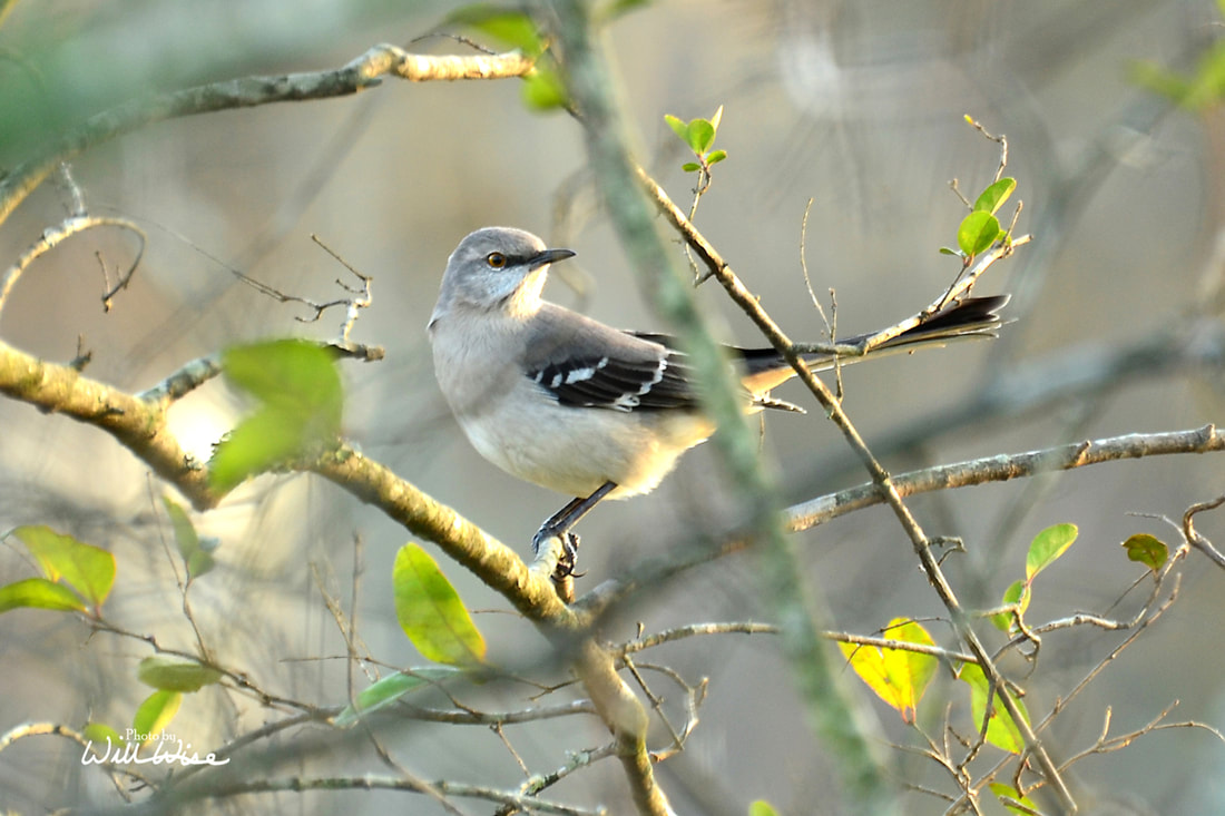 Northern Mockingbird Picture