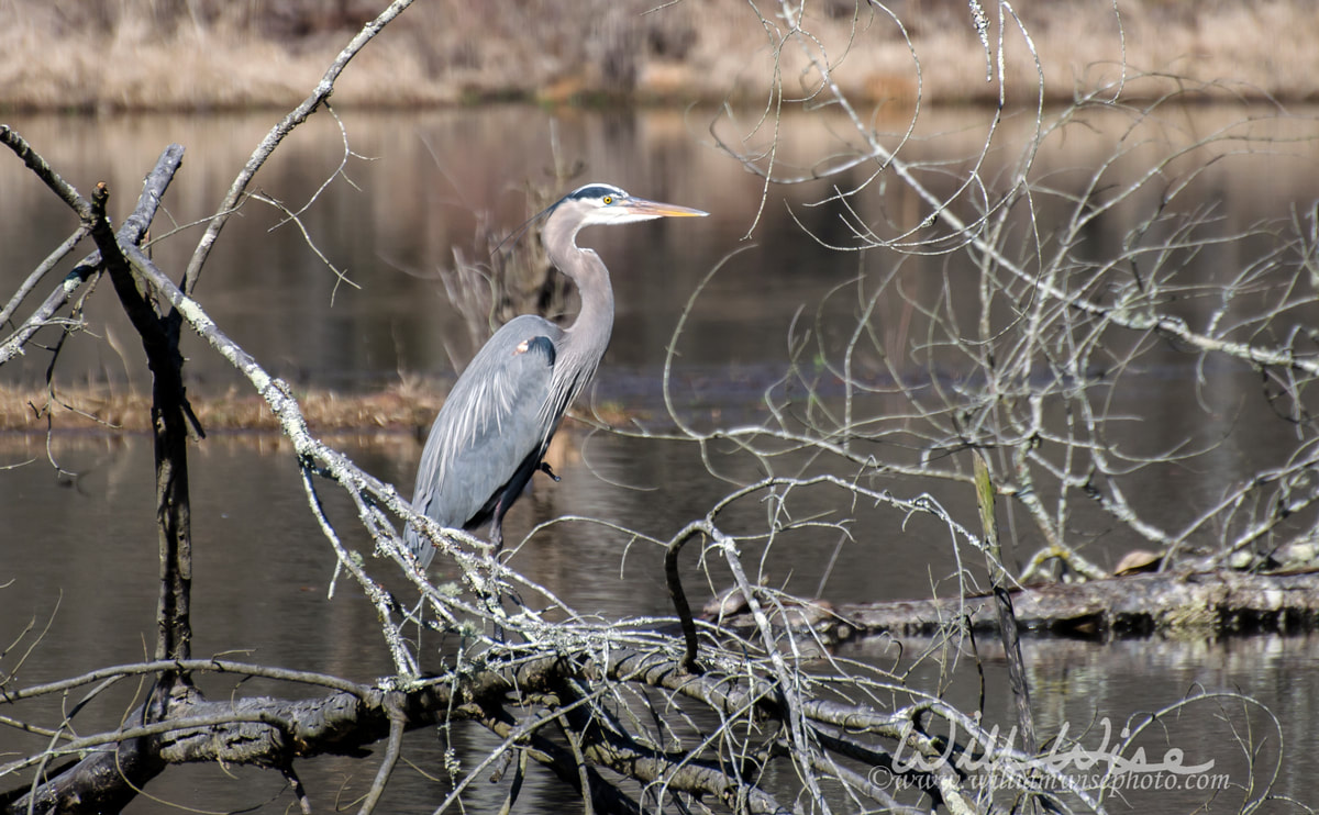 Great Blue Heron, Sandy Creek Nature Center, Georgia Picture