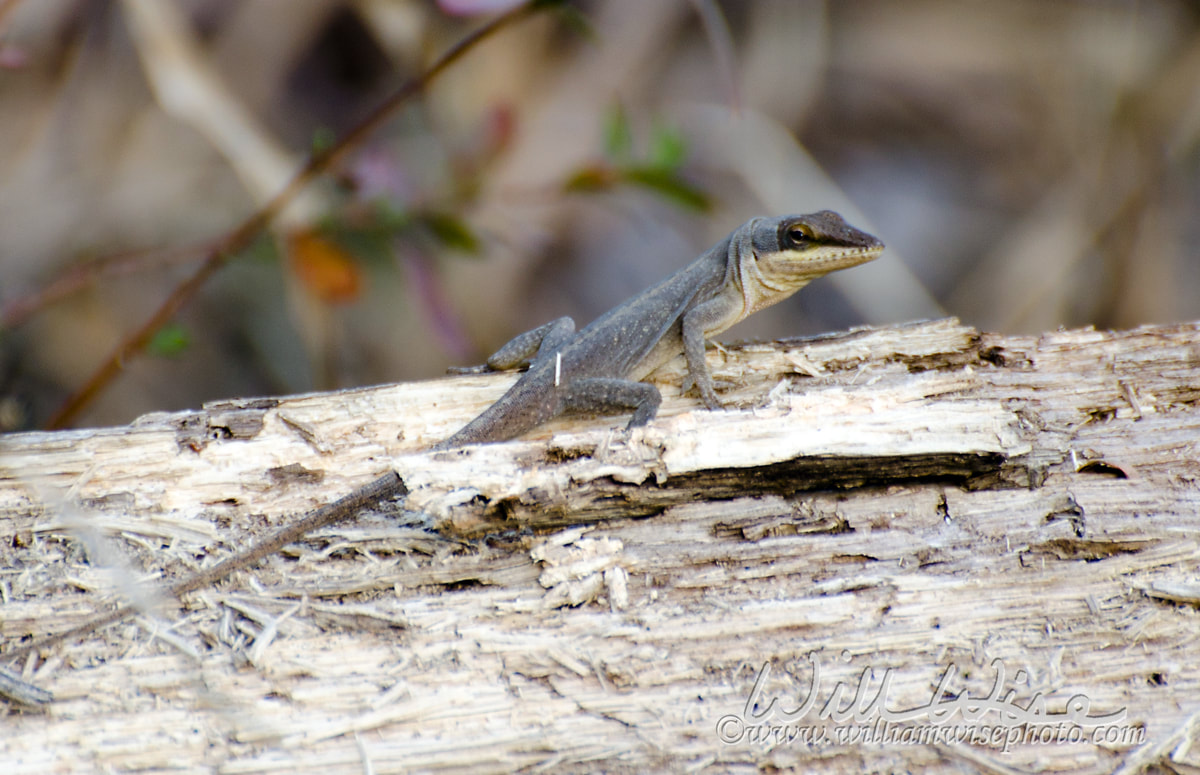 Green Anole Picture
