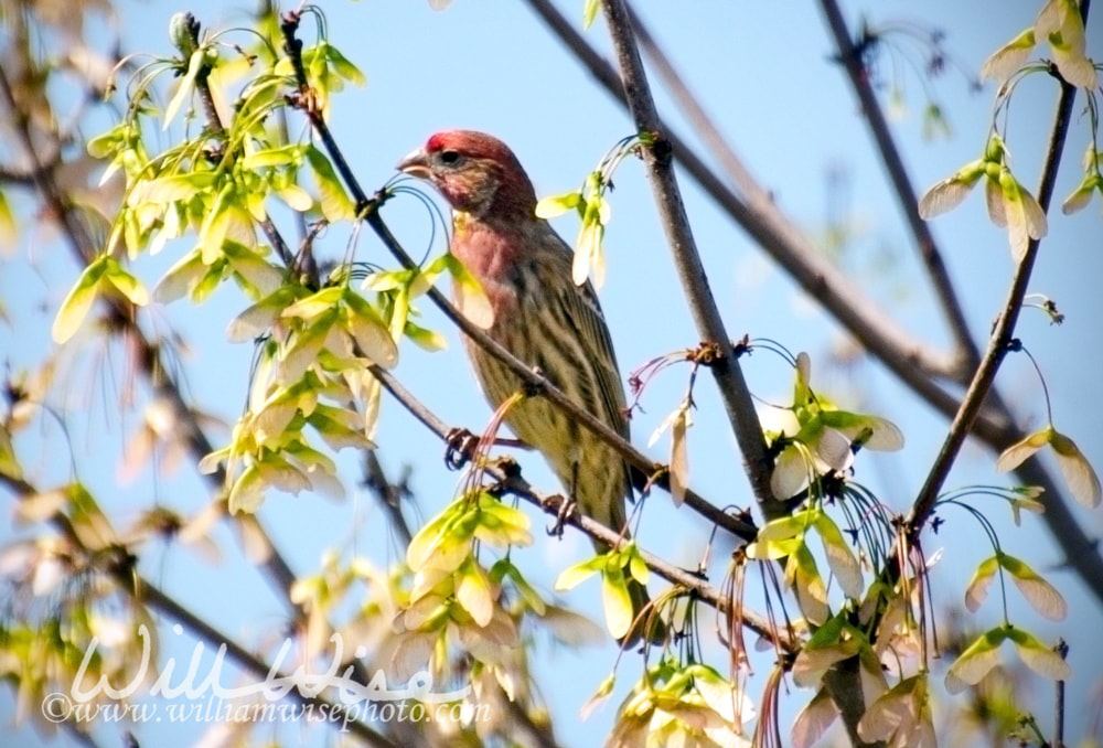 Male House Finch Picture