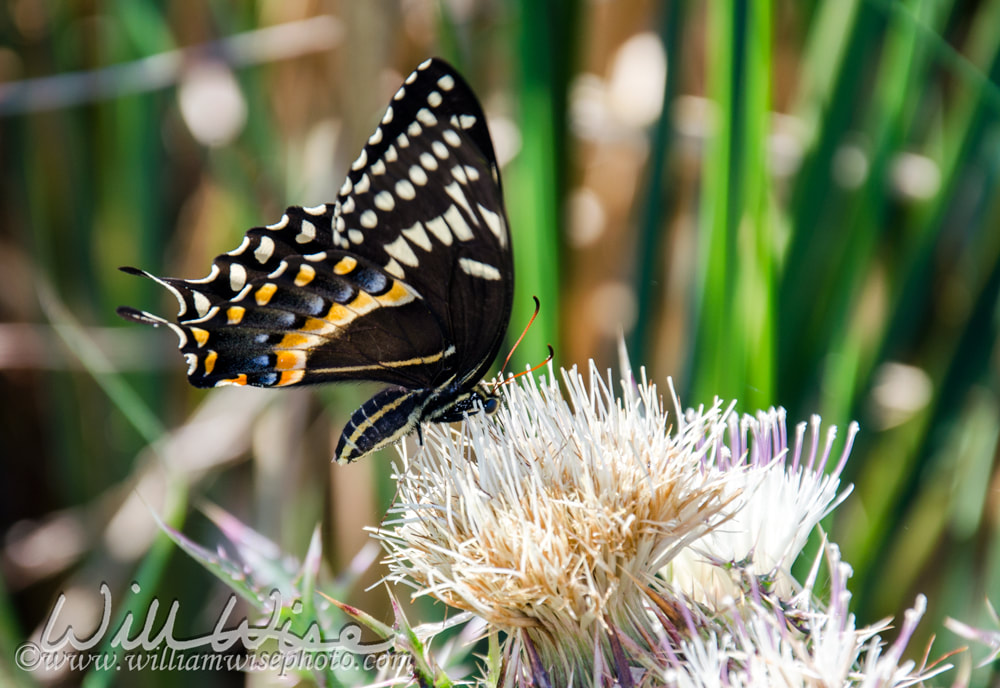 Palamedes Swallowtail Butterfly on Thistle flower Picture