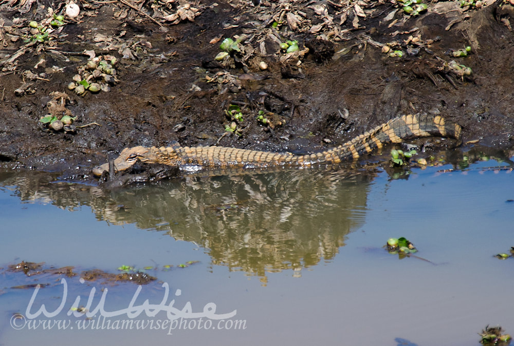 Alligator picture