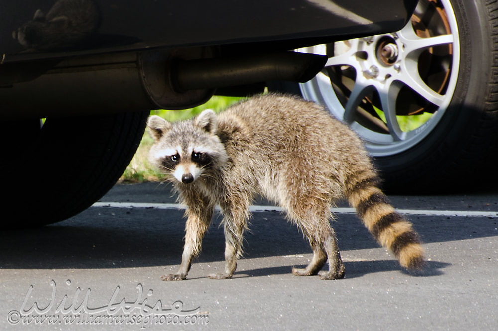 Raccoon under a car Picture