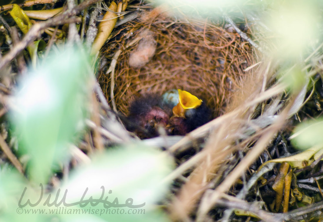 Baby Bird Nest Picture