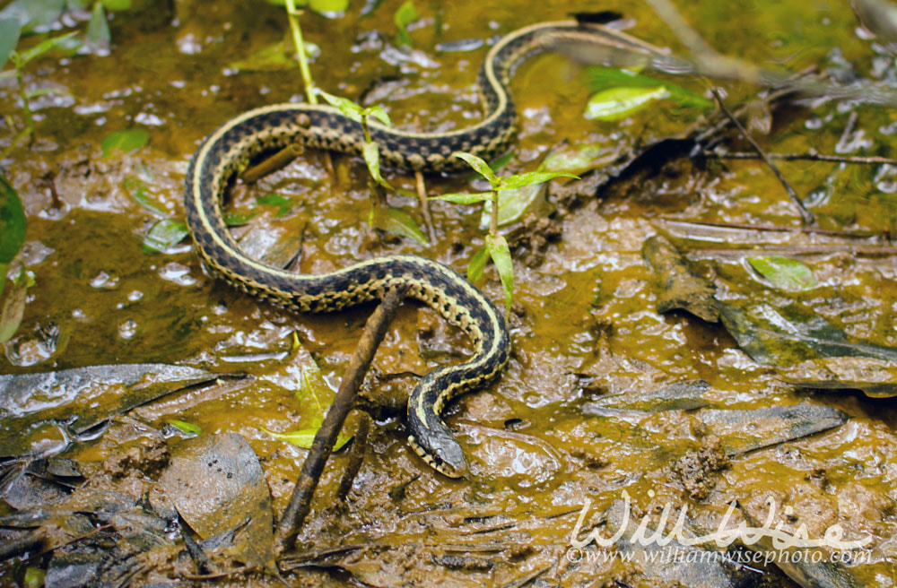Garter Snake Picture