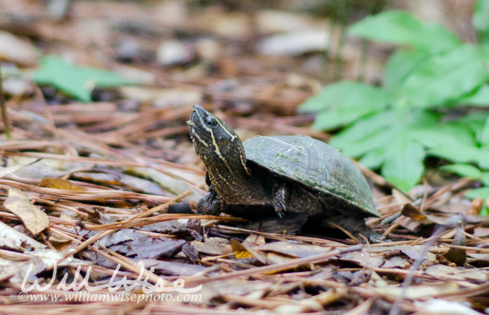 Common Musk Turtle, Sternotherus odoratus Picture