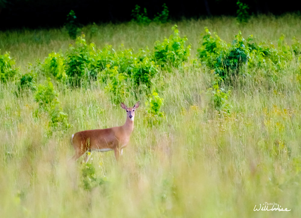 White-tailed Deer Picture