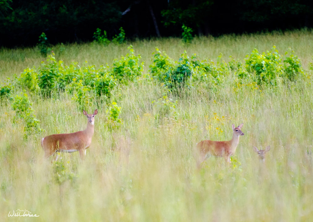 White-tailed Deer Picture
