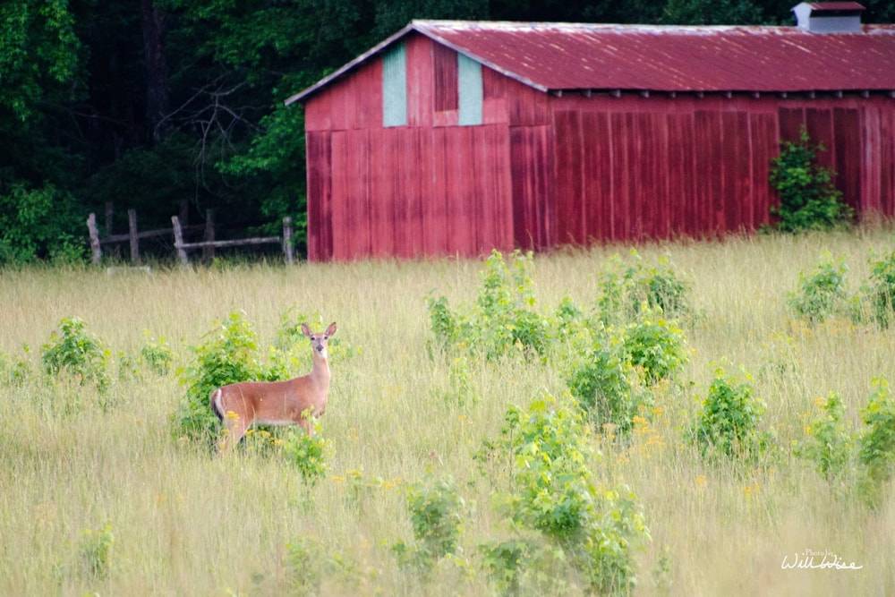 White-tailed Deer Picture