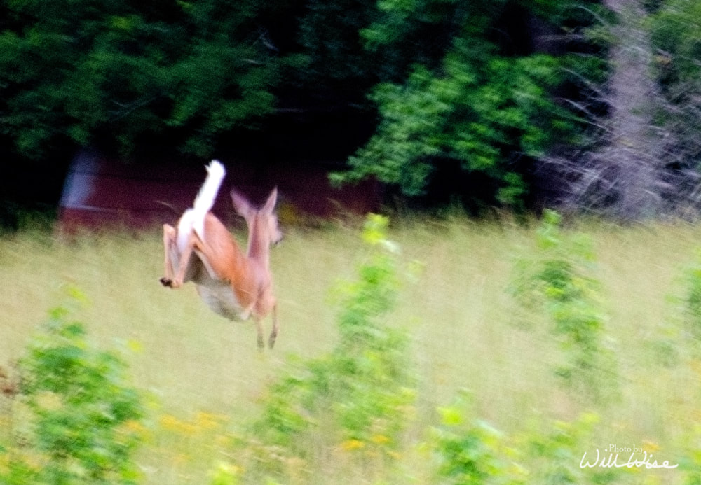 White-tailed Deer Picture