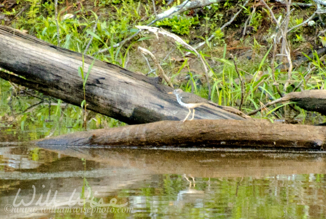 Spotted Sandpiper Picture